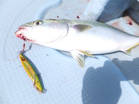 Hit Rush(ヒット ラッシュ） 釣果…