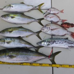 Hit Rush(ヒット ラッシュ) 釣果