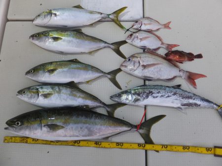 Hit Rush(ヒット ラッシュ） 釣果…