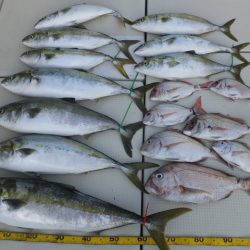 Hit Rush(ヒット ラッシュ) 釣果