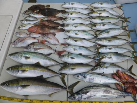 Hit Rush(ヒット ラッシュ） 釣果…