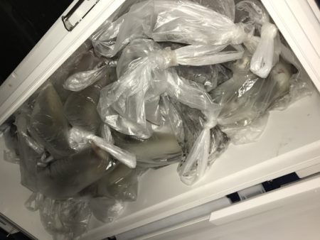 寿裕 （YOSHIHIRO） 釣果