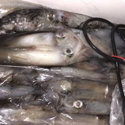 幸風（さちかぜ） 釣果