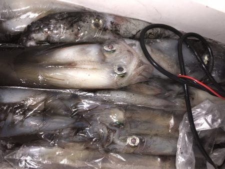 幸風（さちかぜ） 釣果