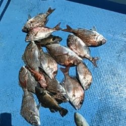 フィッシングガイド りょう 釣果