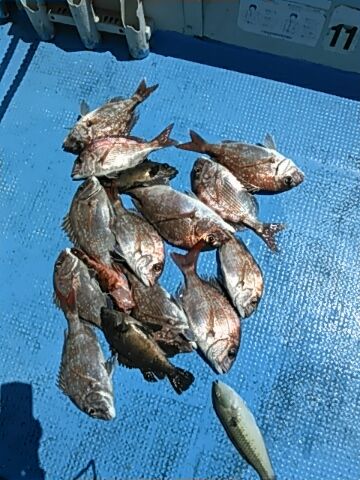 フィッシングガイド りょう 釣果