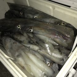 寿裕 （YOSHIHIRO） 釣果