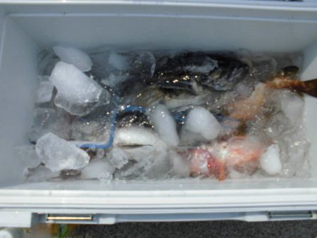 大進丸(新潟) 釣果