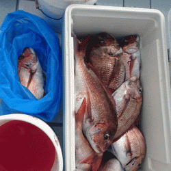 遊漁船ブルーウッズ 釣果