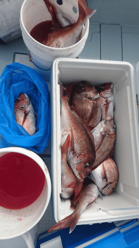 遊漁船ブルーウッズ 釣果