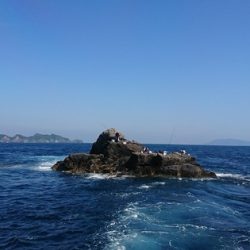 しば渡船 釣果