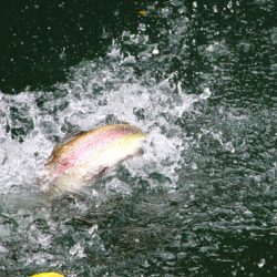 小菅トラウトガーデン 釣果