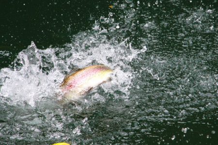 小菅トラウトガーデン 釣果