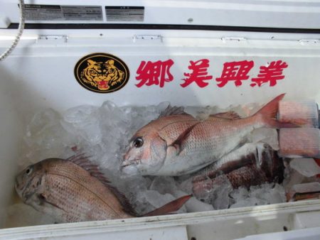 大進丸（新潟） 釣果