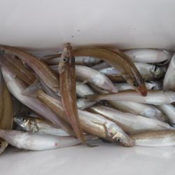 遊漁船 幸友丸 釣果