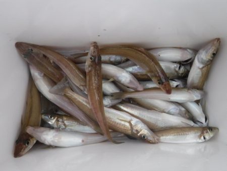 遊漁船 幸友丸 釣果