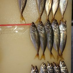 豆アジいらっしゃいました