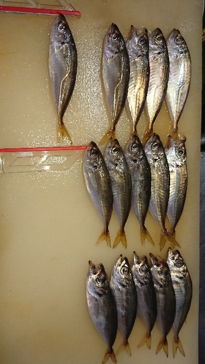 豆アジいらっしゃいました