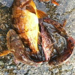 アジュール舞子、メバル、メゴチ、ウミタナゴ