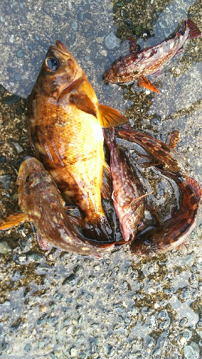 アジュール舞子、メバル、メゴチ、ウミタナゴ