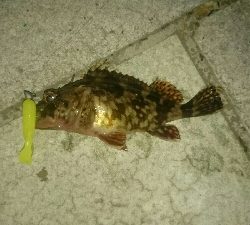 welcome to gashiland