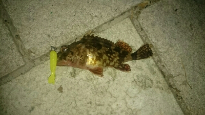 welcome to gashiland