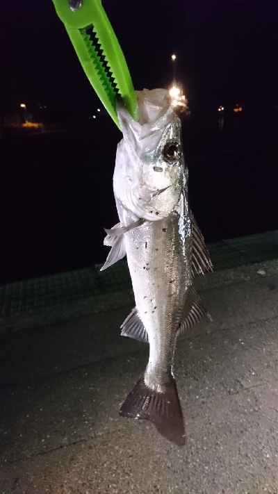 シーバスしか釣れない．．．