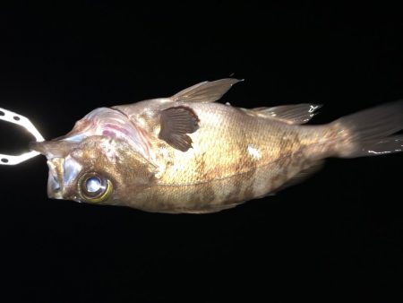 二見メバリング7