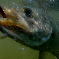 甲子園浜　サイズアップ　４本