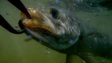 甲子園浜　サイズアップ　４本