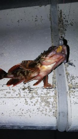 ガシラ 10匹 (全てリリース)