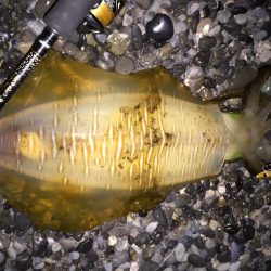 アオリイカ各地で釣れてます