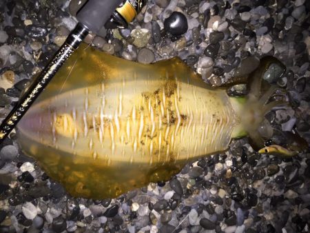 アオリイカ各地で釣れてます