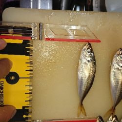 豆アジいらっしゃいました