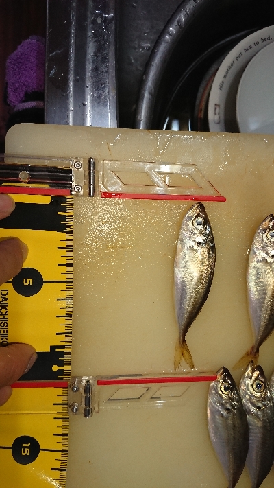 豆アジいらっしゃいました