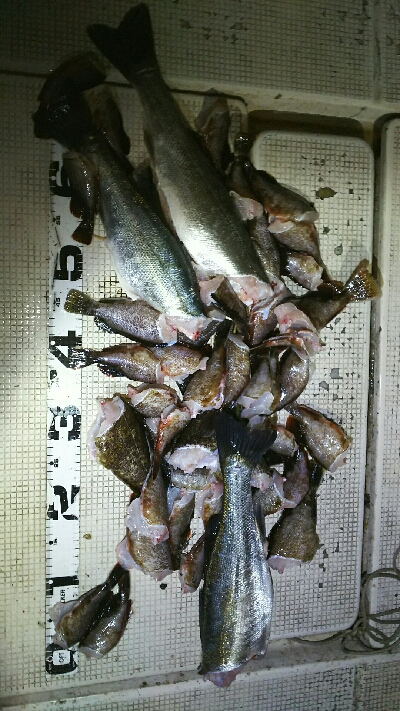 シーバス、カサゴ