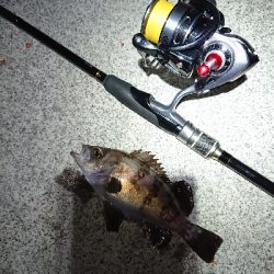 サイズがイマイチ