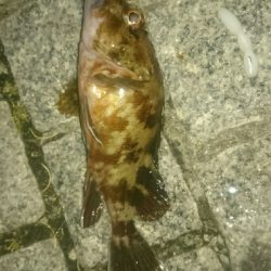 welcome to gashiland