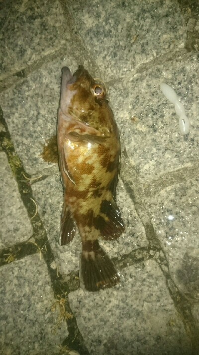 welcome to gashiland