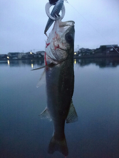 今日の釣果
