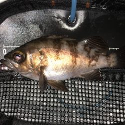 二見メバリング7