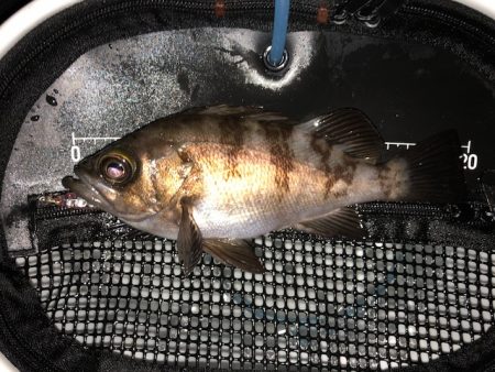 二見メバリング7