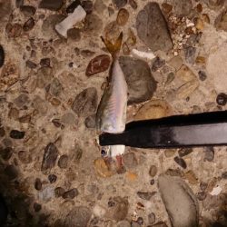 チニングからのアジング!