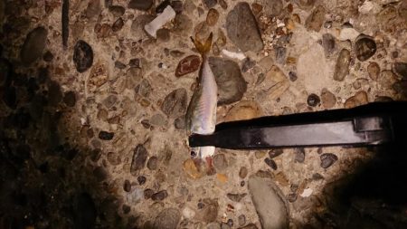 チニングからのアジング!