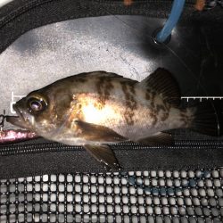 二見メバリング7