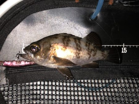 二見メバリング7