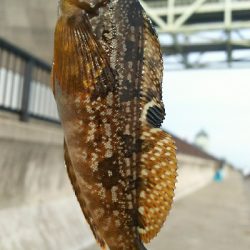 アジュール舞子、メバル、メゴチ、ウミタナゴ