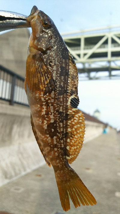 アジュール舞子、メバル、メゴチ、ウミタナゴ