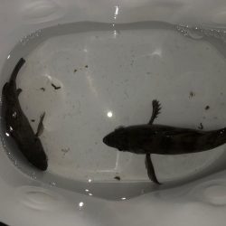 二見メバリング7