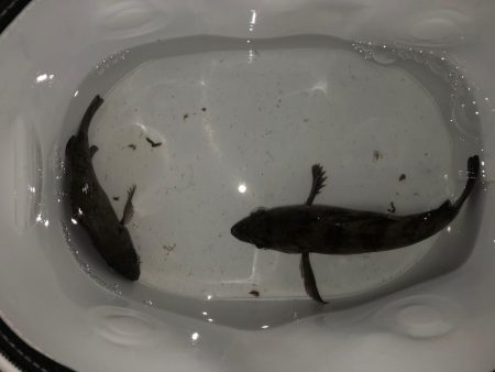 二見メバリング7